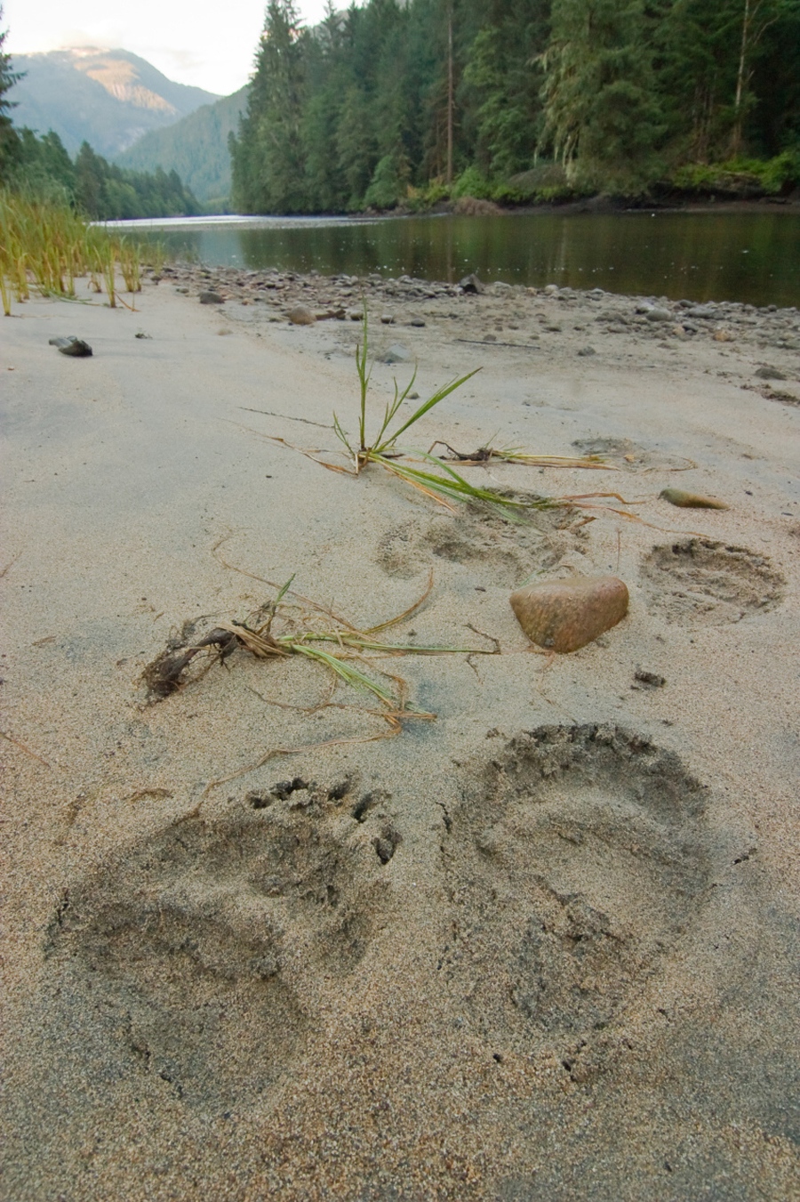 1000+ images about animal tracks on Pinterest | Animal tracks, Track ...