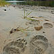 Grizzly tracks in the sand in the Great Bear. © Tim Irvin / WWF-Canada