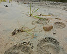 Grizzly tracks in the sand in the Great Bear.