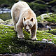 A Spirit Bear fishing in the wild salmon rivers of the Great Bear. © Tim Irvin / WWF-Canada