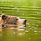 Grizzly bear swimming in the estuary waters of the Great Bear. © Tim Irvin / WWF-Canada