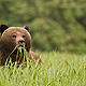 A grizzly bear feeding on Lyngby’s sedge near the edge of an estuary. © Tim Irvin /WWF - Canada