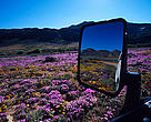 Wild flowers - View from a car window Boesmanland, Northern Cape Province, Republic of South Africa