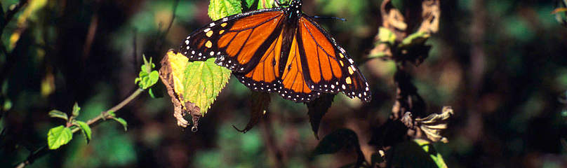 monarch butterfly
© © Edward Parker / WWF
© © Edward Parker / WWF
