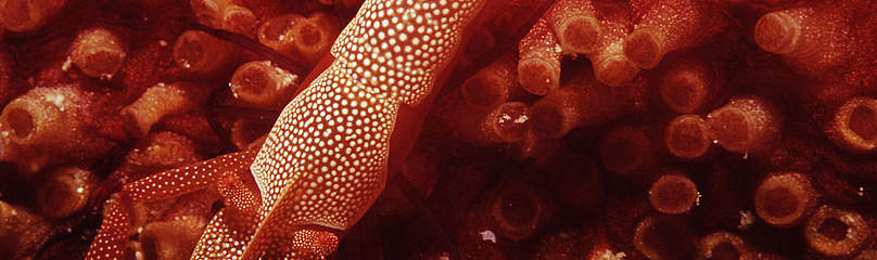 This shrimp lives symbiotically with it's host sea cucumber (or Beche de mer) Sea cucumbers also ... / ©: Cat Holloway / WWF-Canon / ©: Cat Holloway / WWF-Canon
