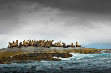 Sea lions in the Great Bear Sea / ©: Andrew S. Wright / WWf-Canada / ©: Andrew S. Wright / WWf-Canada