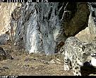 A snow leopard (Panthera uncia) visits its ‘relic’ site at 4,200 m in Phudongphu, Wangchuck Centennial Park, Bhutan. This is a spot where it repeatedly marks its territory. 