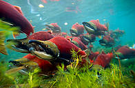  / &copy;: WWF-Canon / ROGGO, Michel