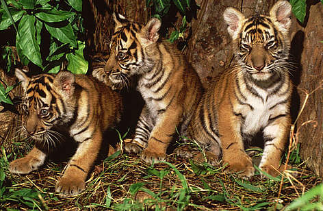  / &copy;: Alain Compost / WWF-Canon
