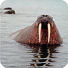  / &copy;: Wim VAN PASSEL / WWF-Canon