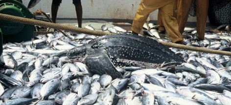  / &copy;: Hélène Petit / WWF-Canon