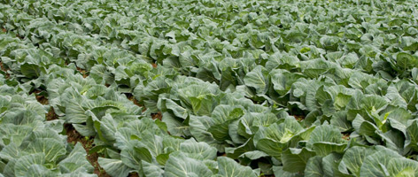 Cabbage field / ©: Michel Gunther / WWF-Canon / ©: Michel Gunther / WWF-Canon