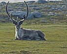 A barren-ground Caribou (Rangifer tarandus) near Chantrey Inlet on the Back River, Northwest Territories, Canada.