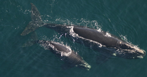 Northern right whale mother and calf / ©: PCCS/PCCS-NOAA permit 633-1763 / WWF-Canada / ©: PCCS/PCCS-NOAA permit 633-1763 / WWF-Canada