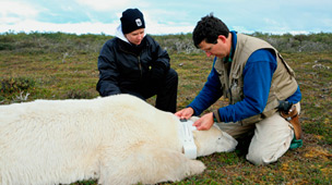 Fitting a satellite radio collar on a polar bear / ©: Kean Moynihan / WWF-Canada / ©: Kean Moynihan / WWF-Canada