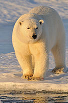  / &copy;: Steve Morello / WWF-Canon