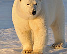 Polar Bear
