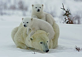  / &copy;: David Jenkins / trackerbaz.com / WWF-Canada