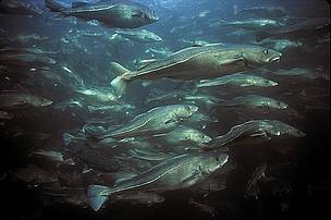 Atlantic cod (Gadus morhua) aquaculture, Newfoundland, Canada