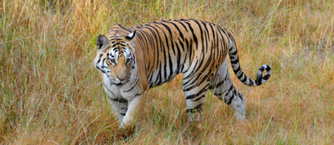 Female tiger
© Tim Stewart / WWF-Canada rel=