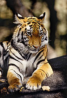  / &copy;: Vivek R. Sinha / WWF-Canon