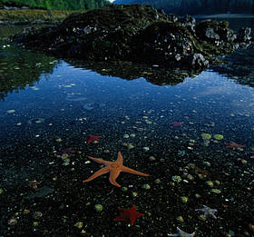 Low tide reveals sea stars (Asteroidea sp) in a marine landscape in Burnaby Narrows, Gwaii Haanas ... / ©: National Geographic Stock/Raymond Gehman / WWF-Canada / ©: National Geographic Stock/Raymond Gehman / WWF-Canada