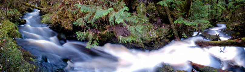 A stream flowing through temperate rainforest in northwest British Columbia, Canada.
© © Mike Ambach / WWF-Canada
© © Mike Ambach / WWF-Canada