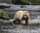 Kermode or Spirit bear in the Great Bear Rainforest.