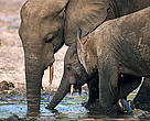 African forest elephants (Loxodonta cyclotis) mother and calf drinking mineral rich water at salt lick in rainforest clearing, Dzanga-Sanga Bai, Bayanga, Central African Republic, 2006