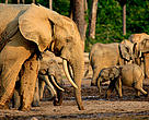 Baby forest elephant (Loxodonta cyclotis) amidst other elephants in Dzanga Bai, a forest clearing in Dzanga Sangha Protected Area, CAR