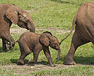 African Forest elephant (Loxodonta africana cyclotis) calf with family visiting Dzanga Bai, Dzanga-Ndoki National Park, Central African Republic.