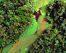Flooded forest and floating plants aerial view. Rio Negro. Amazonas Brazil