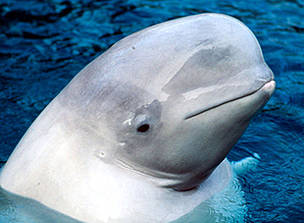 Beluga (Delphinapterus leucas); Bering Sea, Arctic Ocean, Arctic.
© Kevin Schafer / WWF
© Kevin Schafer / WWF