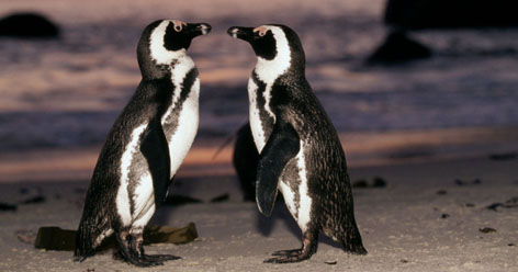  / &copy;: Martin Havery / WWF-Canon