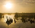 Wetland, Donana National Park, Spain 2008