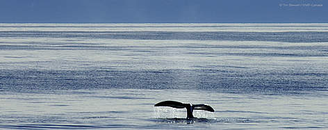  / &copy;: Tim Stewart / WWF-Canada