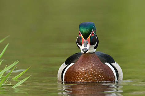 2009 Photo Contest - Wood Duck / ©: Carole Piche-Blachas / WWF-Canada / ©: Carole Piche-Blachas / WWF-Canada