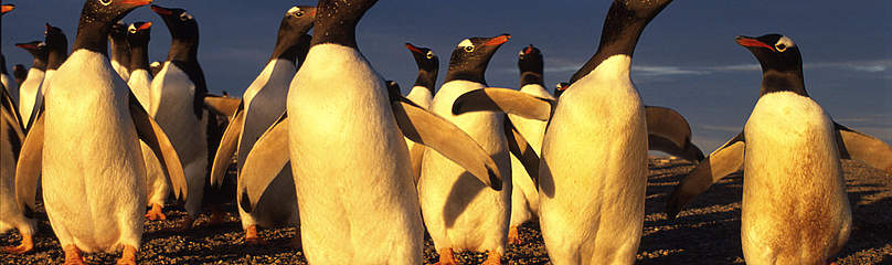 Penguins
©
©