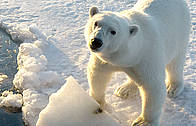 Polar bear, Spitsbergen, Norway / ©: © Tim Stewart / WWF-Canada Polar bear, Spitsbergen, Norway / ©: © Tim Stewart / WWF-Canada