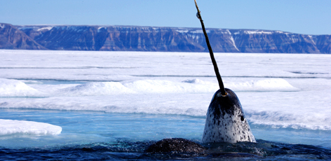 Narwhal Surfacing, Arctic, Canada / &copy;: Paul Nicklen/National Geographic Stock / WWF-Canada
