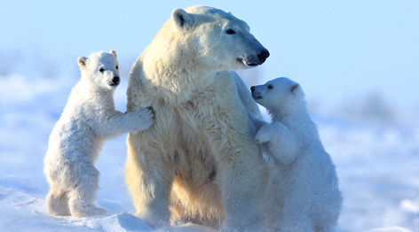 Mother Polar bear with her two cubs, Manitoba, Canada / &copy;: David Jenkins / WWF-Canada