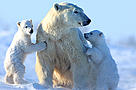 Mother Polar bear with her two cubs, Manitoba, Canada