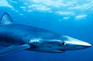 Blue shark, North Atlantic, USA