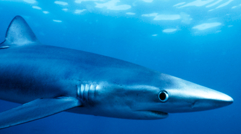 Blue Shark, North Atlantic, USA / ©: National Geographic Stock/Paul Sutherland / WWF Blue Shark, North Atlantic, USA / ©: National Geographic Stock/Paul Sutherland / WWF