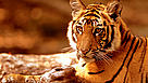 Young Indian tiger resting, Madhya Pradesh, India / &copy;: R.Isotti, A.Cambone - Homo Ambiens / WWF-Canon