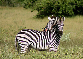  / &copy;: Janine Lemire / WWF-Canada